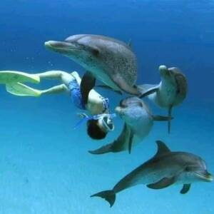 Dolphin-Karibu-Zanzibar