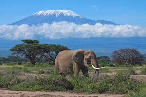 shutterstock_60854839_kili
